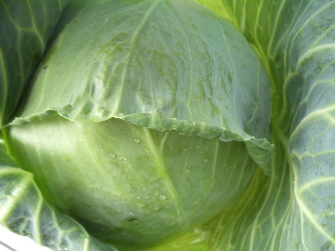 Little Shop of Horrors