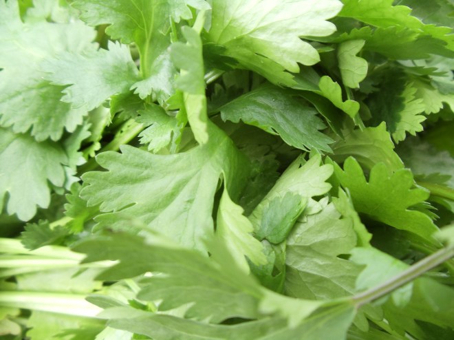 cilantro 1